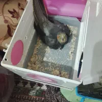 جفت عروس هلندی  مولد