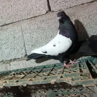 کبوتر سینه سیاه ماده