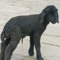 بره شیری قره قزل