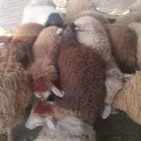 گوسفند‌زنده.مغان و افشار شبانه روزی