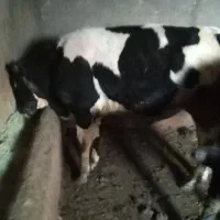 دو گوساله جوان زیبا