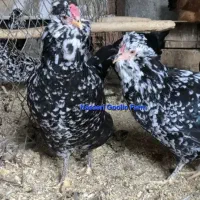 تخم نطفه دار گلین