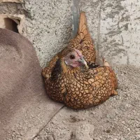 سلام تخم مرغ نطفه دار مینیاتوری|حیوانات مزرعه|قرچک, مهدیه|دیوار