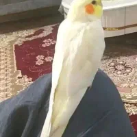 عروس هلندی گم شده اسلامشهر شهرک توحید