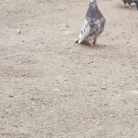 کبوتر عتیقه شهر شاوور