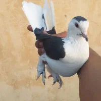 پلاس دوکت|پرنده|قم, هفت تیر|دیوار