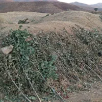 علف|لوازم جانبی حیوانات|دیواندره, |دیوار