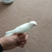 قناری نر سفید|پرنده|دهگلان, |دیوار