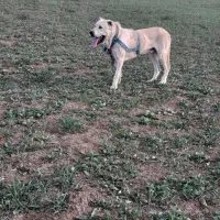 واگزاری‌سرابی