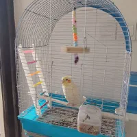 عروس رام ،دستی با قفس و وسایل کامل