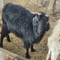 ۳ عدد بز آبستن دونه ۸ تومان