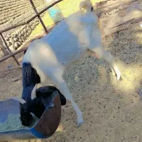 بز دو کهره و یک بز با یک کهره و نری|حیوانات مزرعه|جیرفت, |دیوار