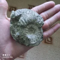 فسیل ،سنگ