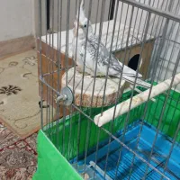 یک جفت عروس هلندی مولد