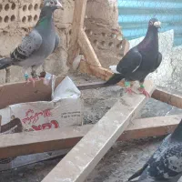 کبوتر|پرنده|چناران, |دیوار