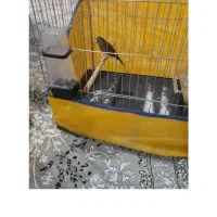 قفس سره .قناری