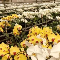 گل ارکیده