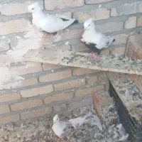 کفتر انتیک