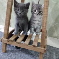 گربه های بریتیش سه تا نر یک ماده