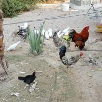 مرغ و خروس وجوجه
