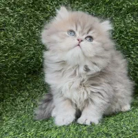 گربه بریتیش|گربه|کرج, عظیمیه|دیوار