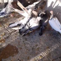 کبوتر سبز و سورول و کله قرمز