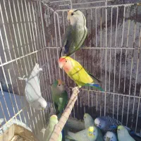 طوطی برزیلی|پرنده|شیراز, شهرک قمشه|دیوار