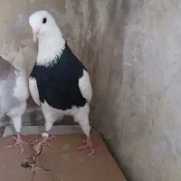 گمشده چندتا