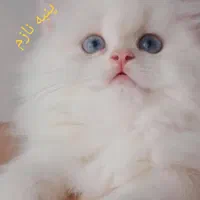 گربه پرشین ماده