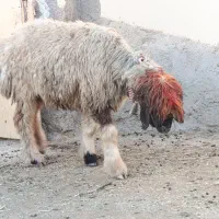 میش.بره .شیشک.بز