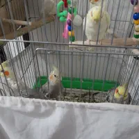 پرنده|پرنده|فردوسیه, |دیوار