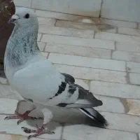 سبز شامی