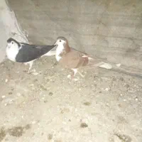 جفت ساده معاوضه|پرنده|گنبد کاووس, |دیوار