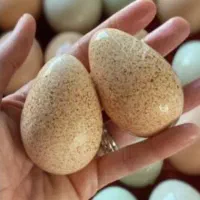 تخم بوقلمون نطفه دار بربون۱۰۰٪ تظمینی