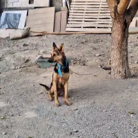 واگذاری سگ ژرمن ماده|سگ|هشتگرد, ایقربلاغ|دیوار