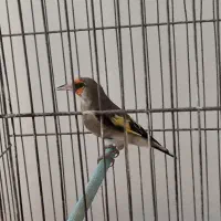 سقا نر کرمانی معاوضه با|پرنده|کرمان, |دیوار