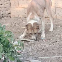 سگ درشت هیکلی|سگ|زابل, |دیوار