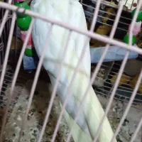 دوتا جوجه دستی و فنچ|پرنده|پاکدشت, خاتون آباد|دیوار