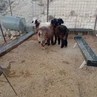 بره|حیوانات مزرعه|دهدشت, |دیوار