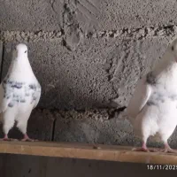 سه عدد طوقی خوب|پرنده|یاسوج, |دیوار