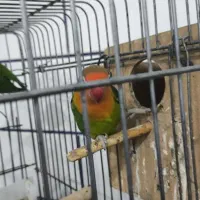 طوطی برزیلی|پرنده|شوشتر, |دیوار