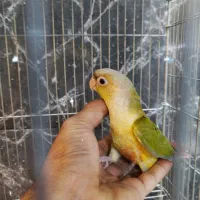 عروس سرلاکی گرینچیک دستی مرغ عشق|پرنده|سبزوار, فیاض|دیوار