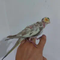 عروس هلندی مولدباجوجه ها و قفس کامل|پرنده|شیراز, شیخ علی چوپان|دیوار