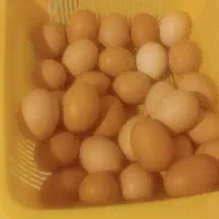 تخم مرغ محلی نطفه دار تضمینی