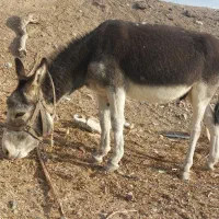 فروش یک الاغ نر اخته|حیوانات مزرعه|سمنان, |دیوار