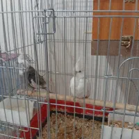 یک جفت عروس هلندی باقفس نروایت فیس وسخنگوورام