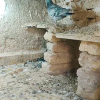 کفتر  پولکی هوای|پرنده|تربت‌حیدریه, رضاشهر|دیوار