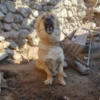 سگ پا کوتا   بازی گوش