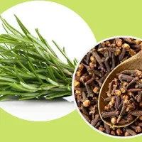 پرپشت شدن مو با رزماری و میخک