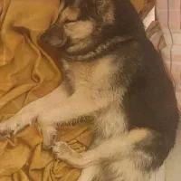 گمشده،در فاضل آباد روستای رحمت اباد